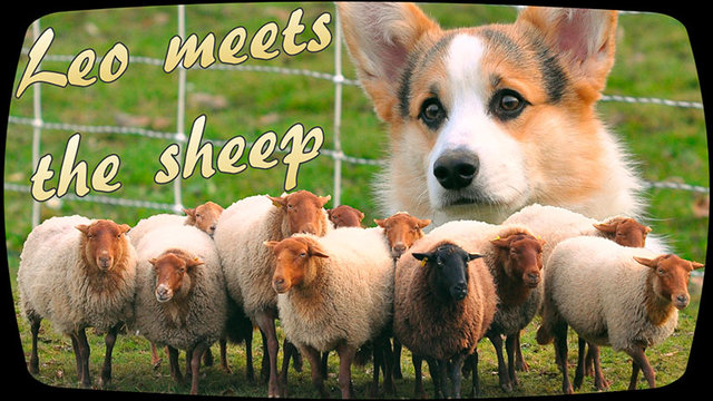 1sheep.jpg